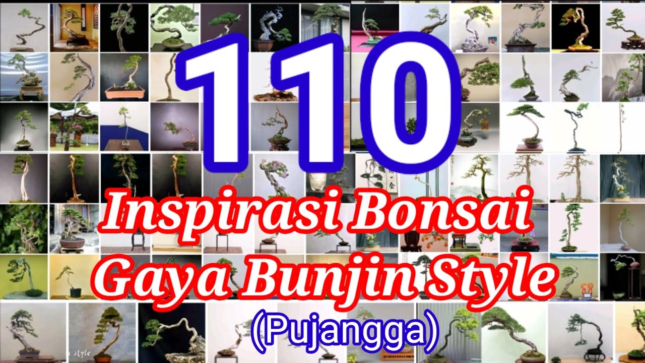 Inspirasi Bonsai Bunjin Style/gaya Bonsai bunjin style