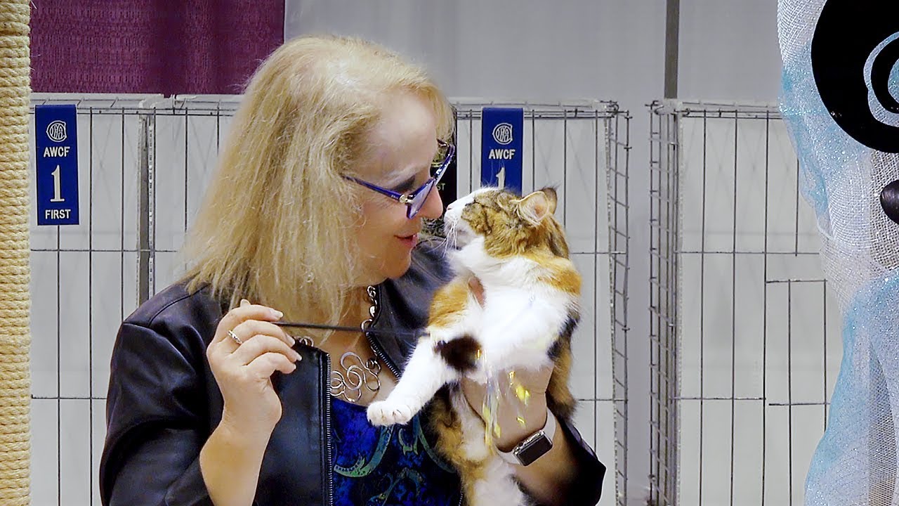 CFA International Cat Show 2018 - Norwegian Forest kitten class judging