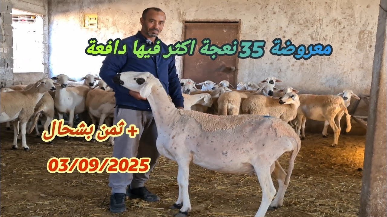 اليوم من ضيعة الاخ عبد الحميد قرب سطات 35 نعجة فيها دافعة مع دكر الثمن بتاريخ 03/09/25