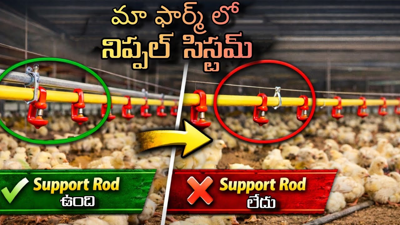 మా ఫార్మ్ లో నిపుల్స్ సిస్టమ్ ఈ విధంగా ఉండటానికి కారణం ఇదే ! #poultry 