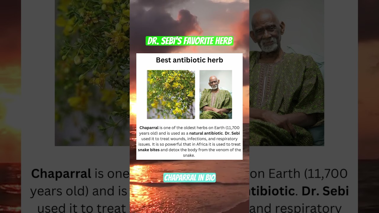 chaparral is truly a powerful herb  🌿 #shorts #drsebi #chaparral