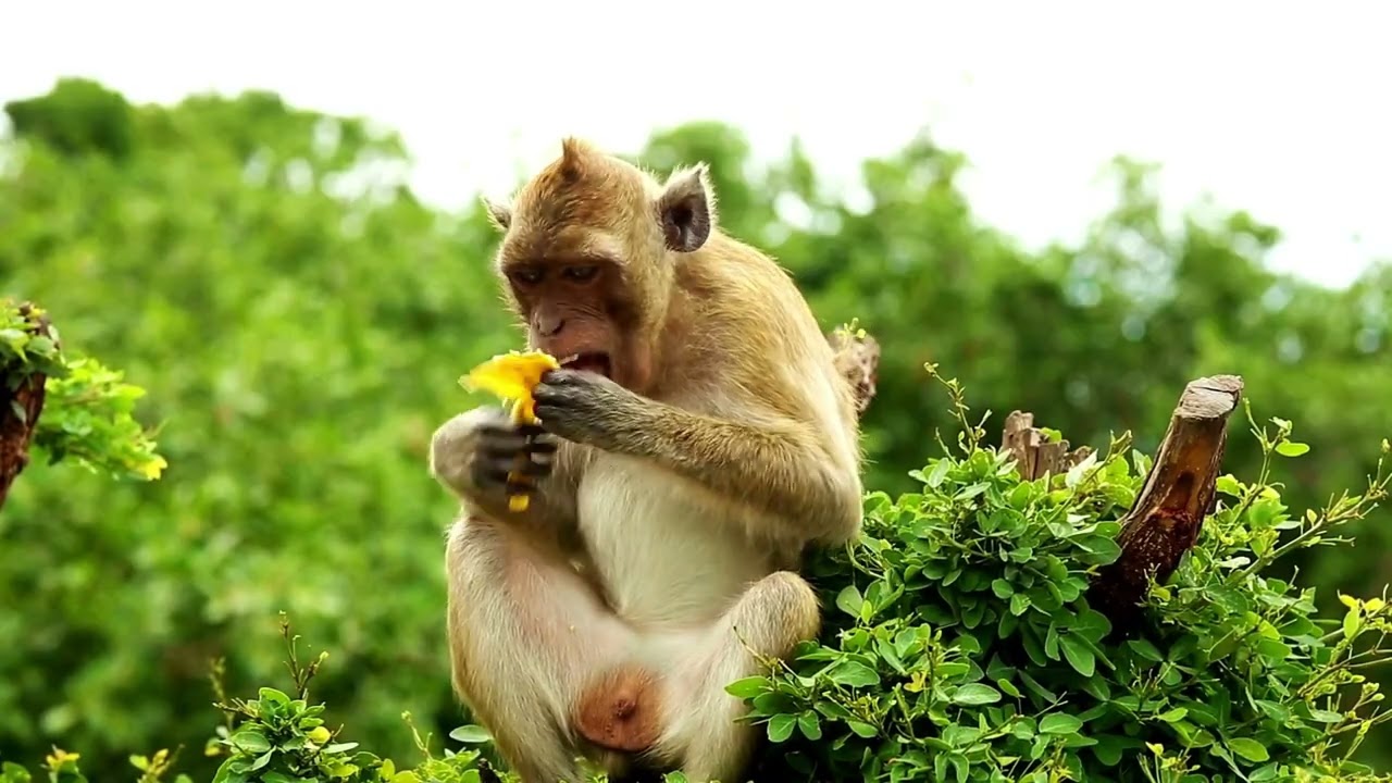 Monkey Moments | Super Cute & Funny Videos