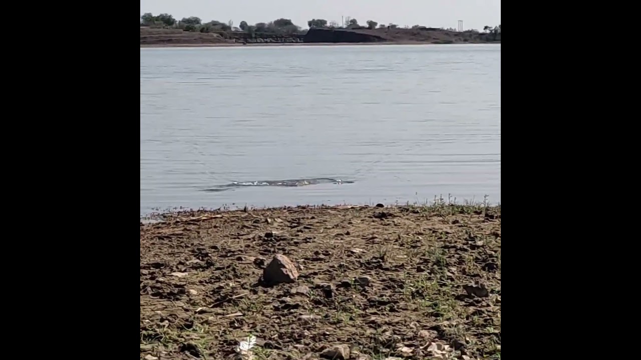 Amazing Snakehead Attack Fishing #fishing #snakeheadfishing #snakehead