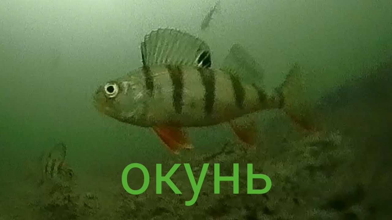 Подводная съёмка реакции окуня на мормышку