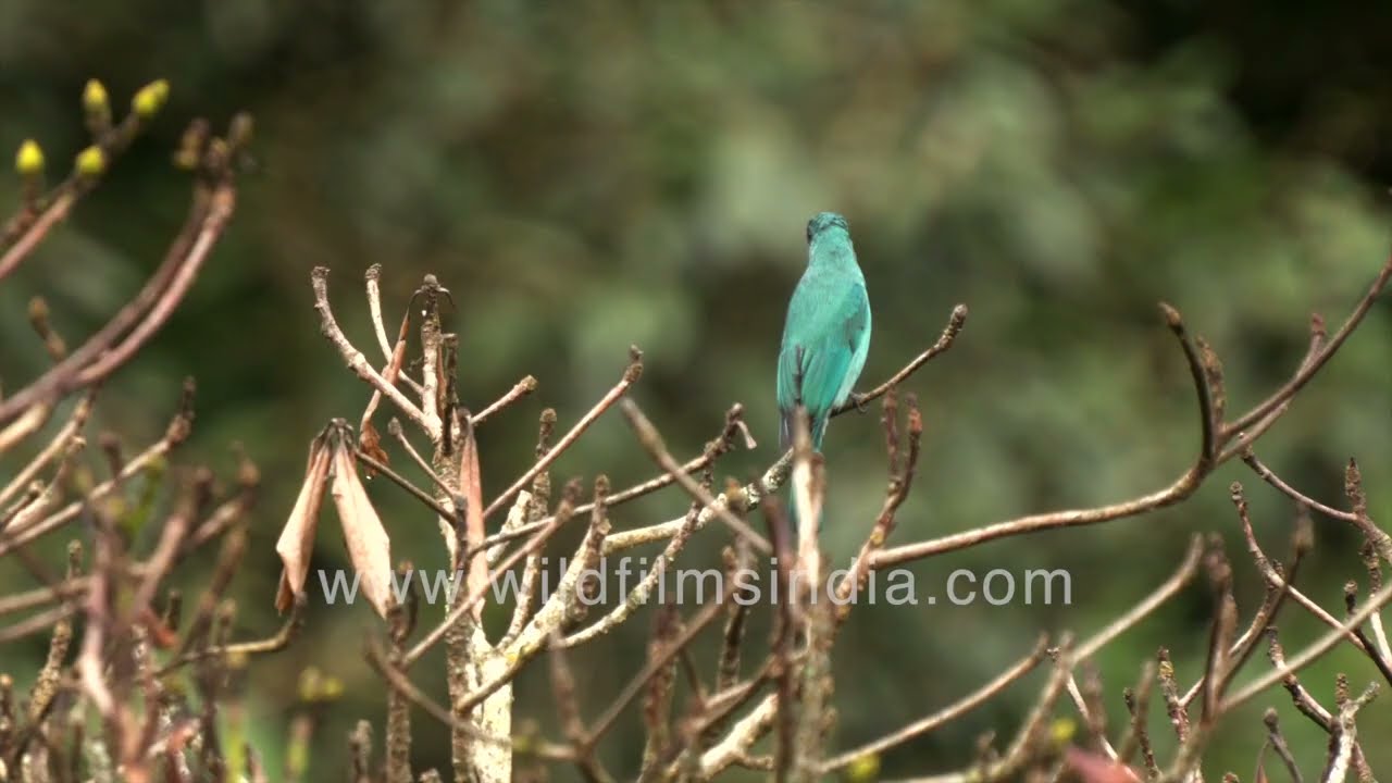 A shock of Verditer blue gives away the male Verditer Flyatcher in the Himalaya