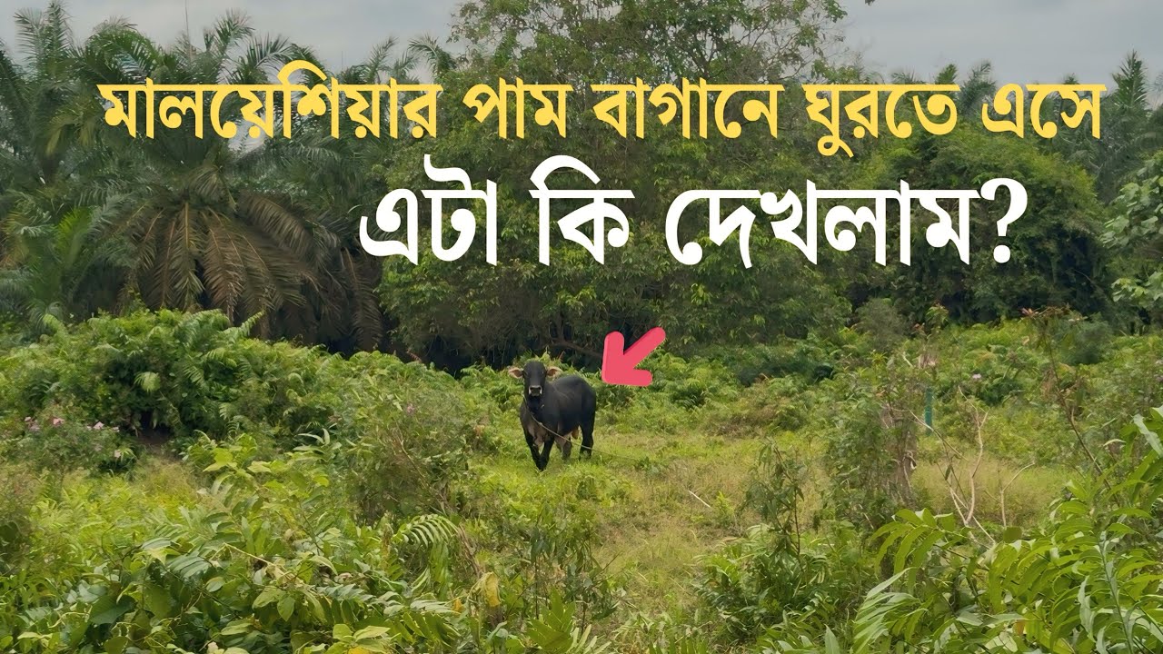 মালয়েশিয়ার পাম বাগানে ঘুরতে এসে বন গরুর সাথে দেখা?