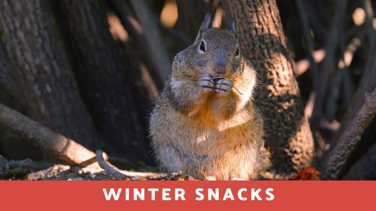 Winter Snacks 