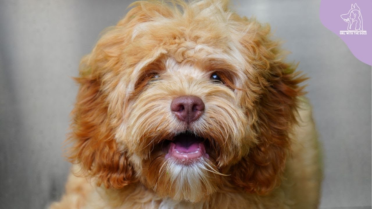 The Reality Of Working With Puppies 😅 | Cocker Spaniel/Poodle