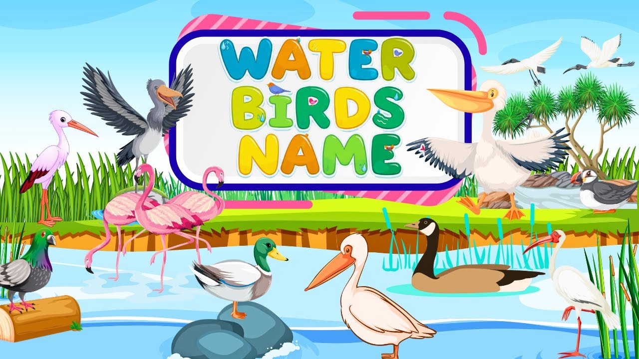 25 Birds Name | Learn Water Birds Names with Picture #birds