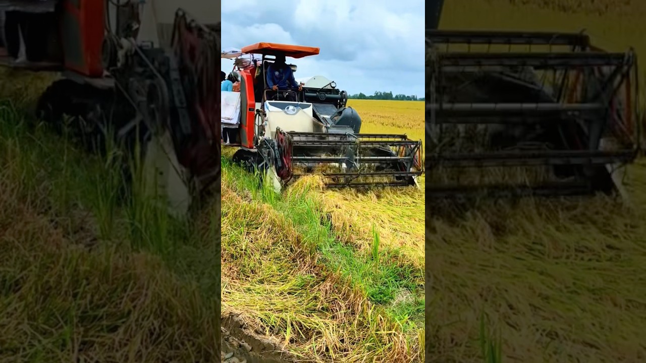 M&aacute;y Cắt L&uacute;a Kubota DC 93