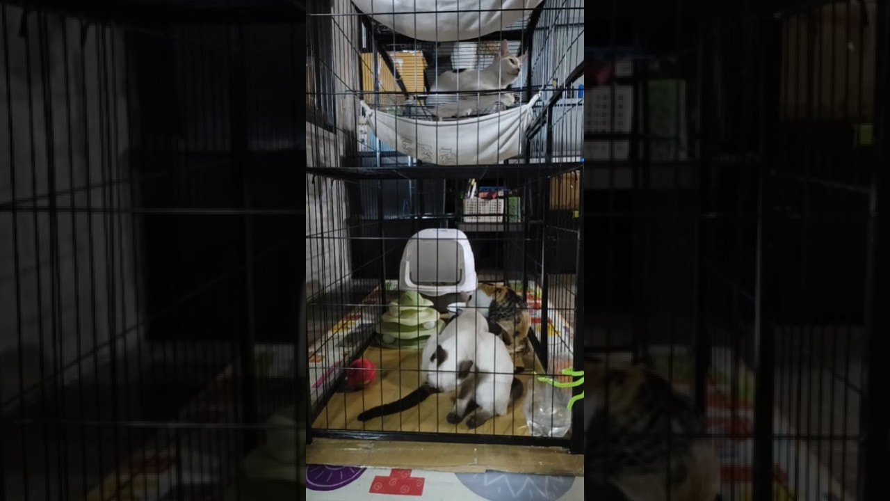 The kitten Who Can't be Moved is live!