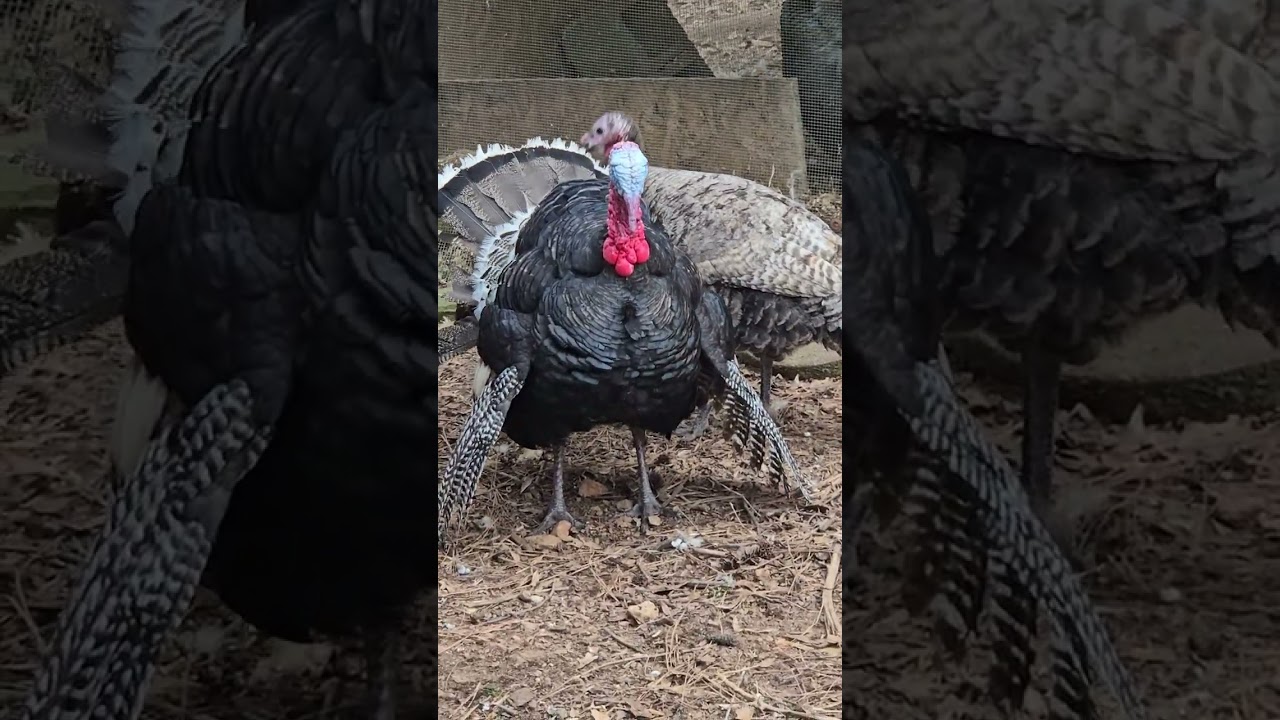 Turkey Mating Warning: violent 