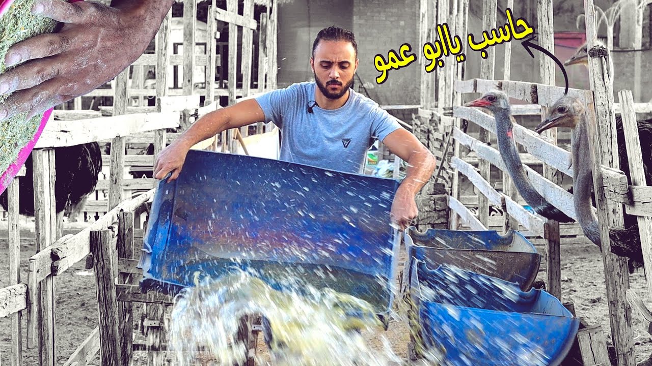 يومي في المزرعة بين رعاية الحيوانات وتقديم الاكل لأخطر طائر عندي