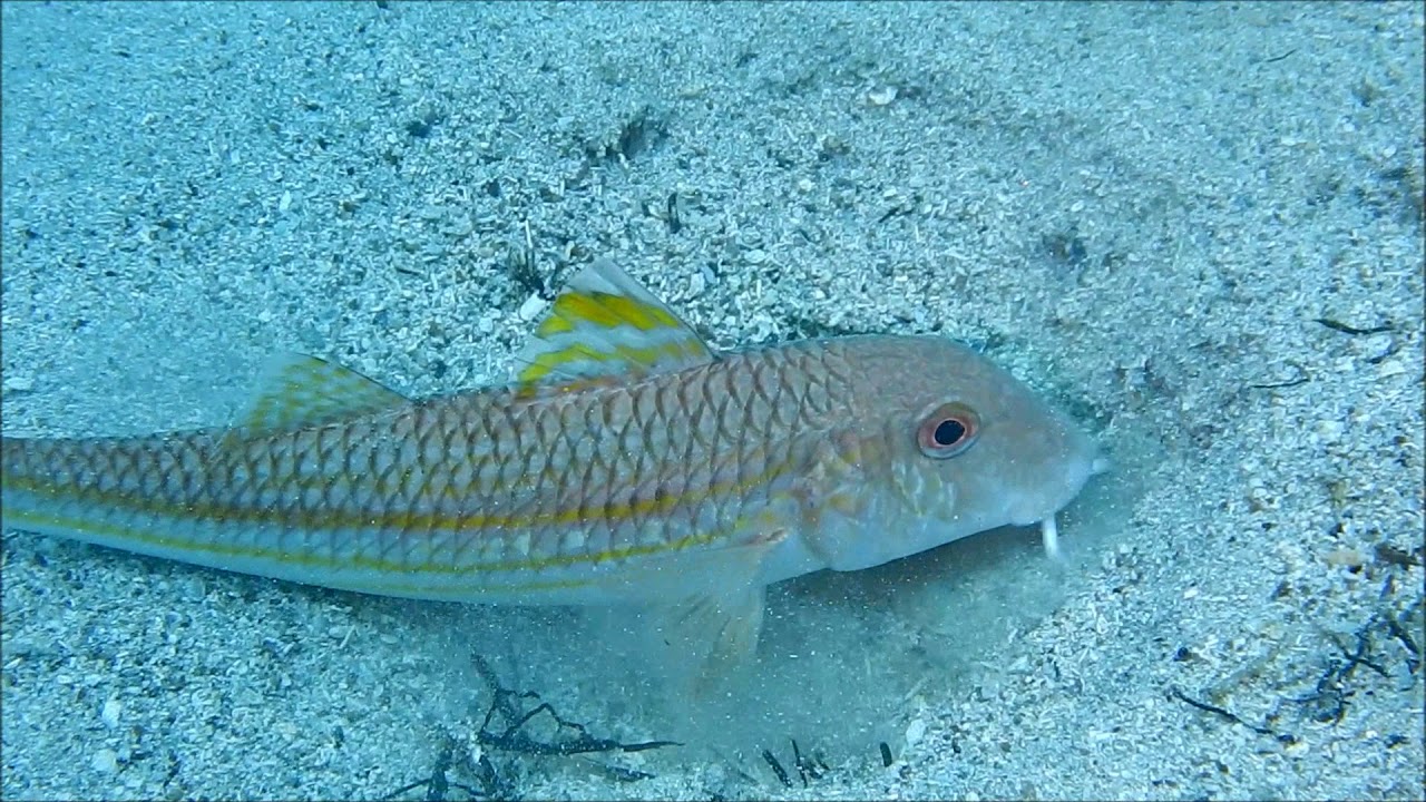 Scuba diving Sithonia, Halkidiki!