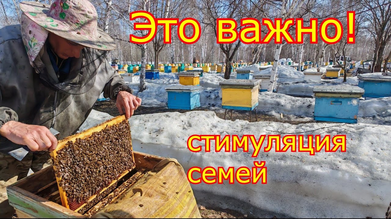ЭТО ВАЖНО ВЕСНОЙ! СТИМУЛЯЦИЯ пчелосемей! Весенние работы на пасеке