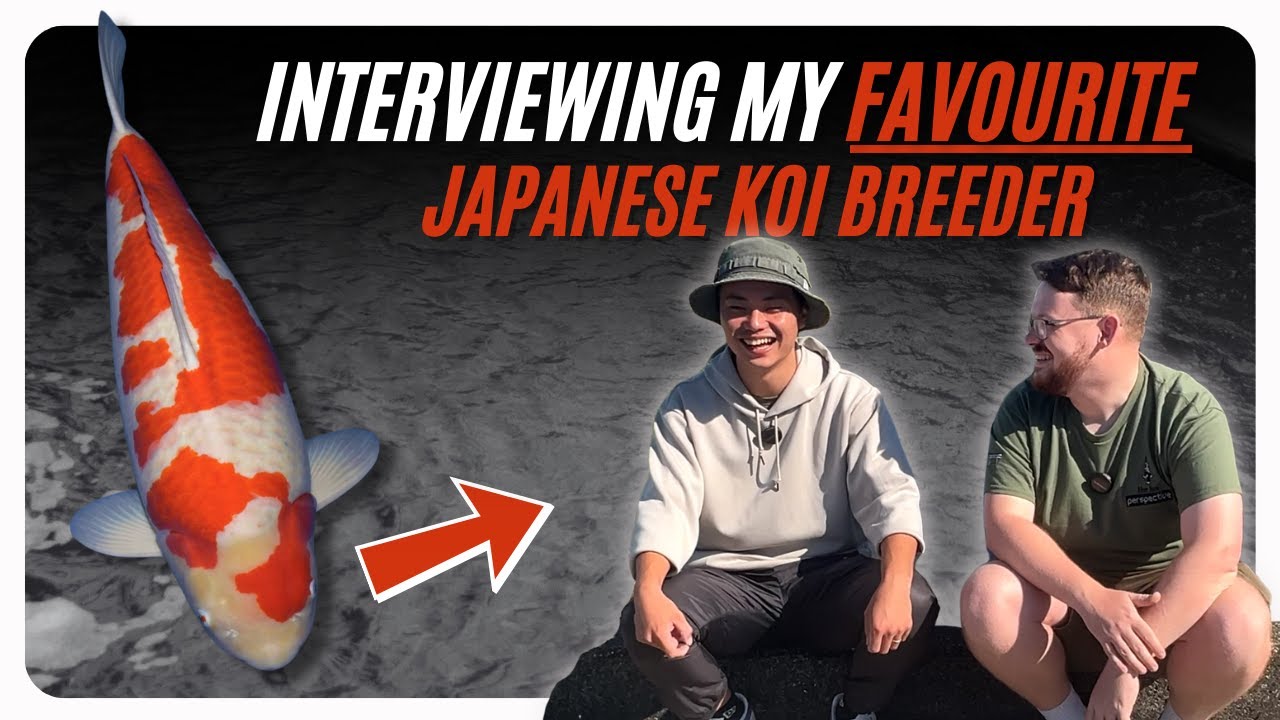 Inside the Mind of a Japanese Koi Breeder