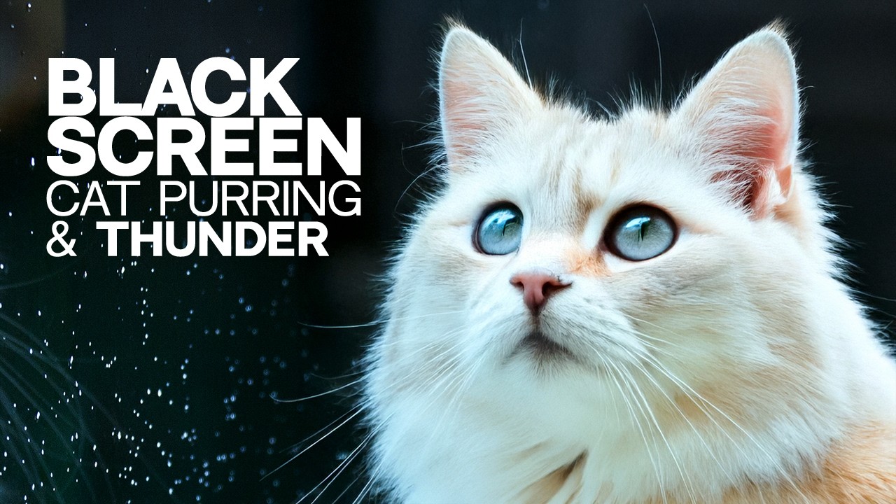 Cat Purring and Thunder | Black Screen | Cat Purring ASMR & Thunder Sounds | Dark screen | 3 Hours