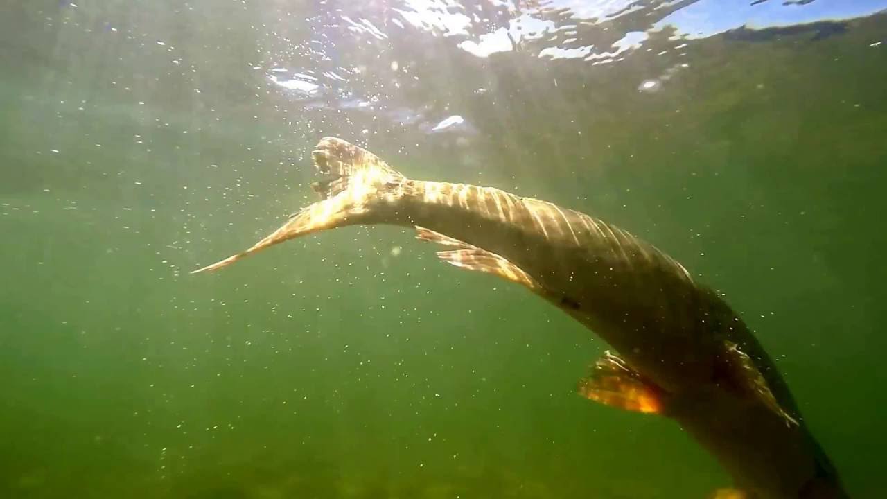 Musky eating a rock bass