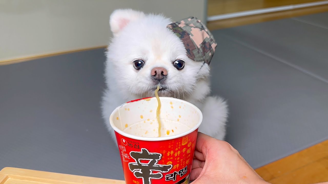 강아지 근무 세우고 컵라면 끓여줬더니..