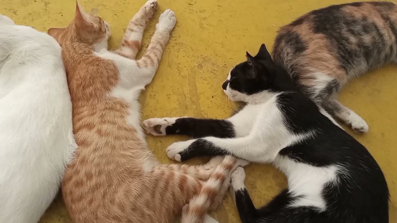 Cats sleeping peacefully