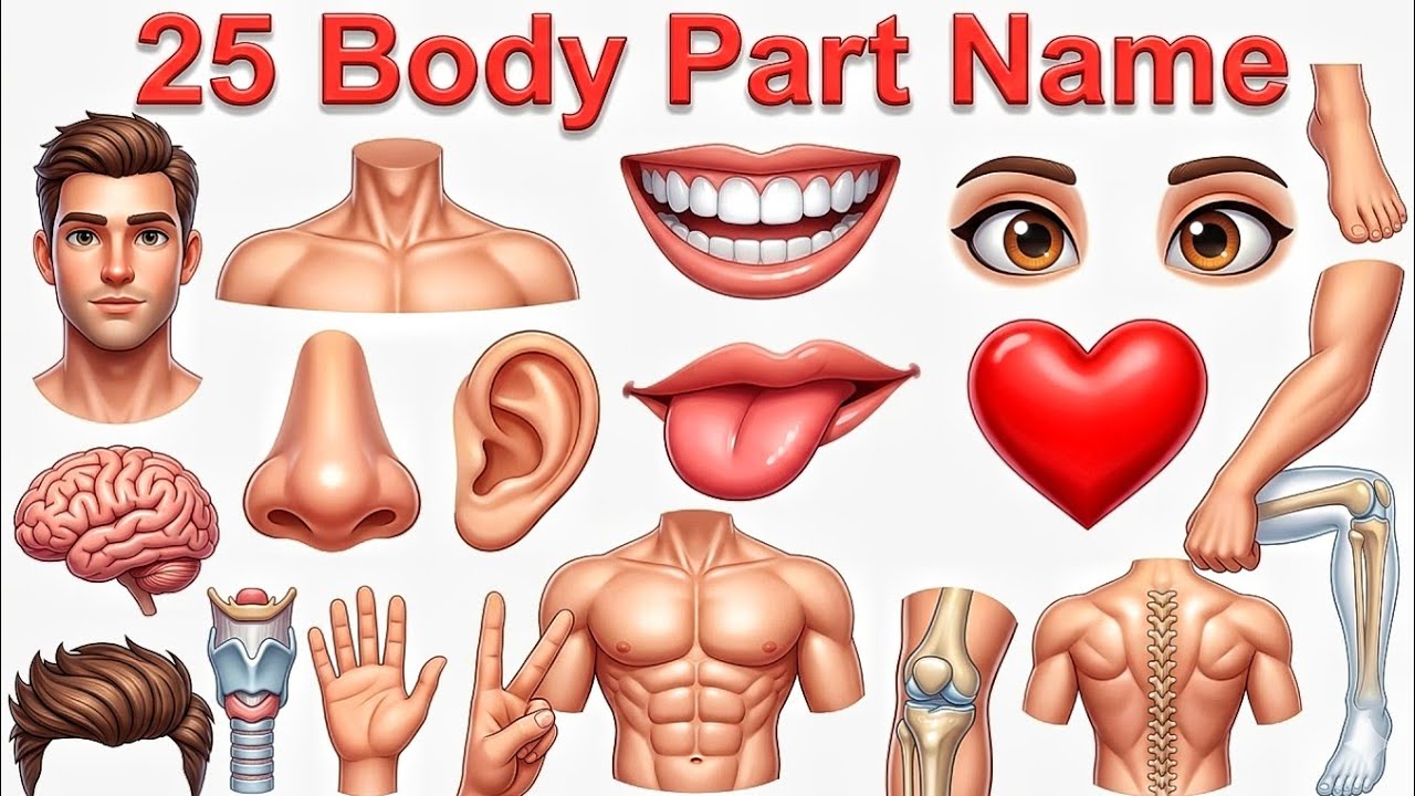 25 Body Parts Name English to Hindi | 25 शरीर के अंगों के नाम बच्चों के लिए पढ़ने वाली वीडियो 