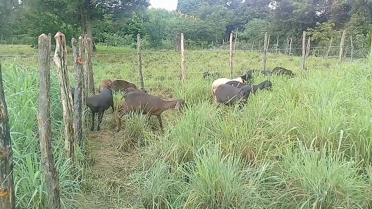 vantagens do pastejo rotacinado na criação de ovinos  (divisão de piquetes).
