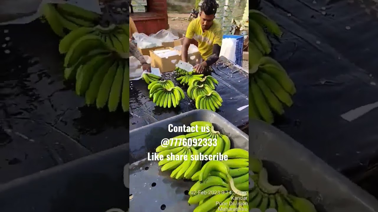 🍌Banana plot harvesting for export UAE #banana #ytshorts  #viralshort #jalgaon  #temburi #subscribe