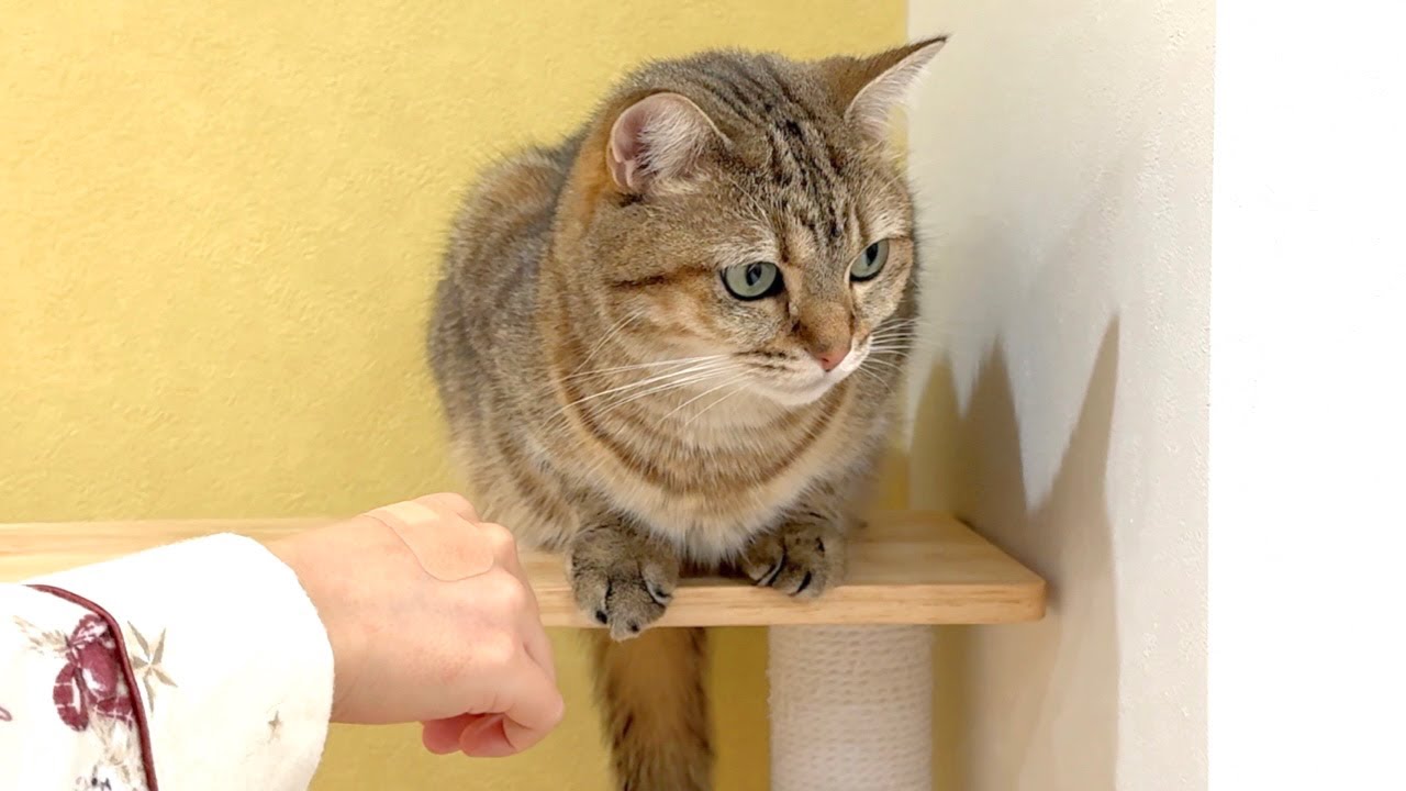 猫に噛まれた手を見せたら目を逸らされました…笑