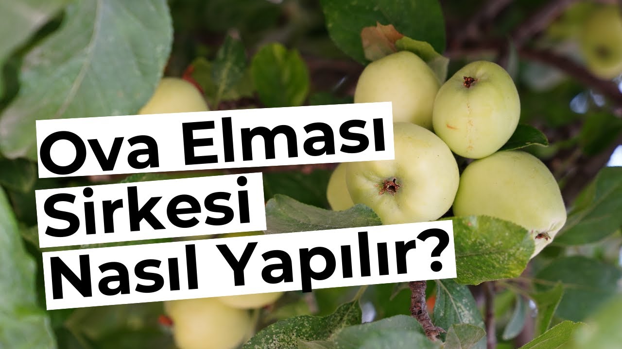 Ova Elması Sirkesi Nasıl Yapılır?