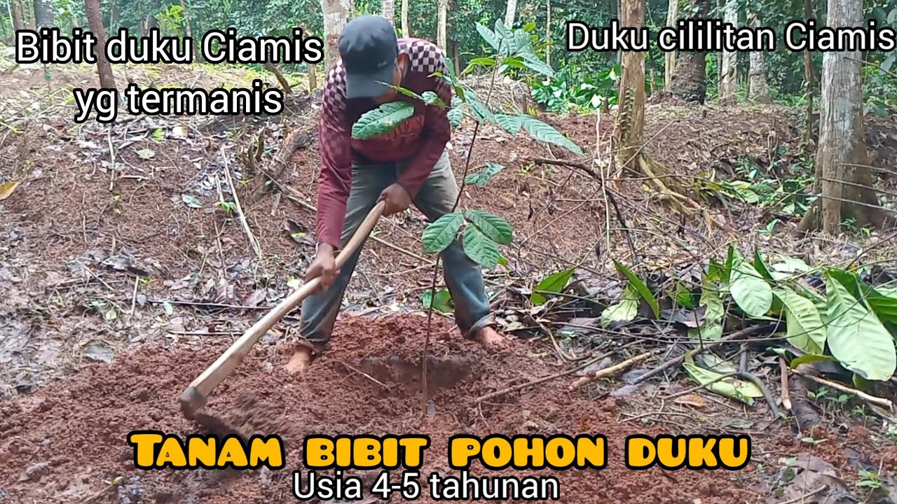 Aktivitas di desa 1 hari sebelum puasa, tanam bibit pohon duku 