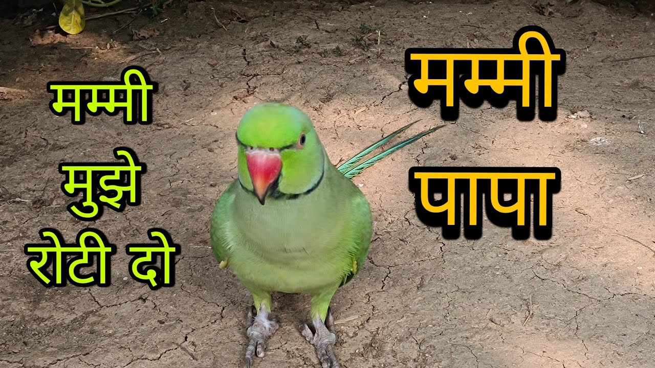 Parrot talking mummy papa 😱 parrot talking voice video 🥰 मम्मी पापा बोलने वाला तोता 🦜 Parrot voice