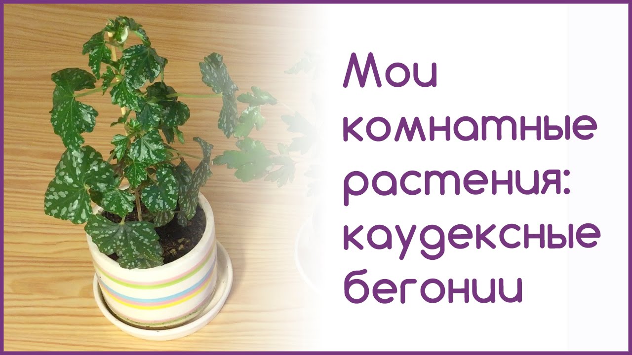 Мои комнатные растения:  каудексные бегонии