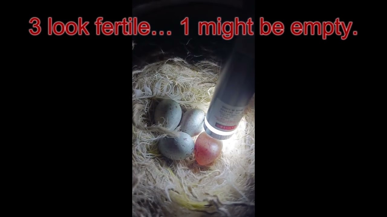 How To Tell If Canary Eggs Are Fertile (Real Example)