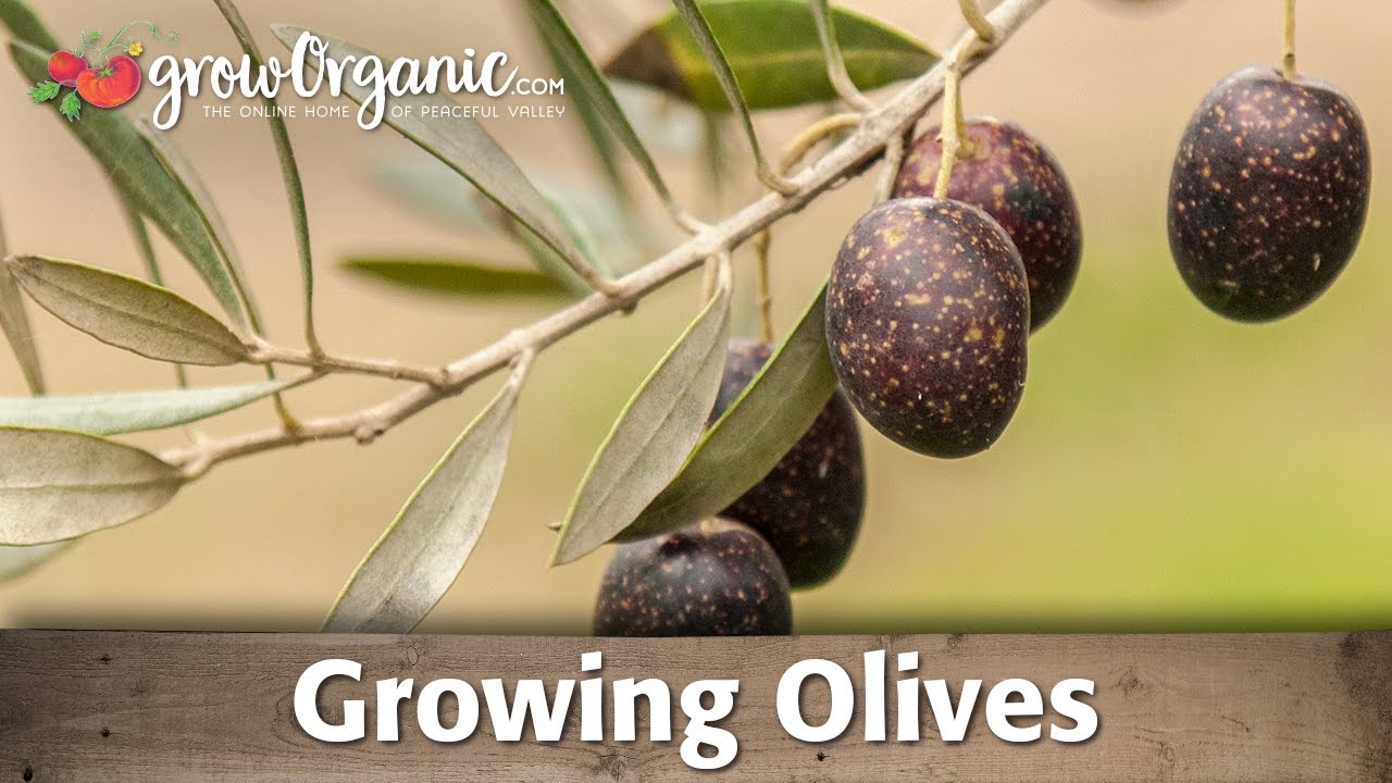 Growing Organic Olives