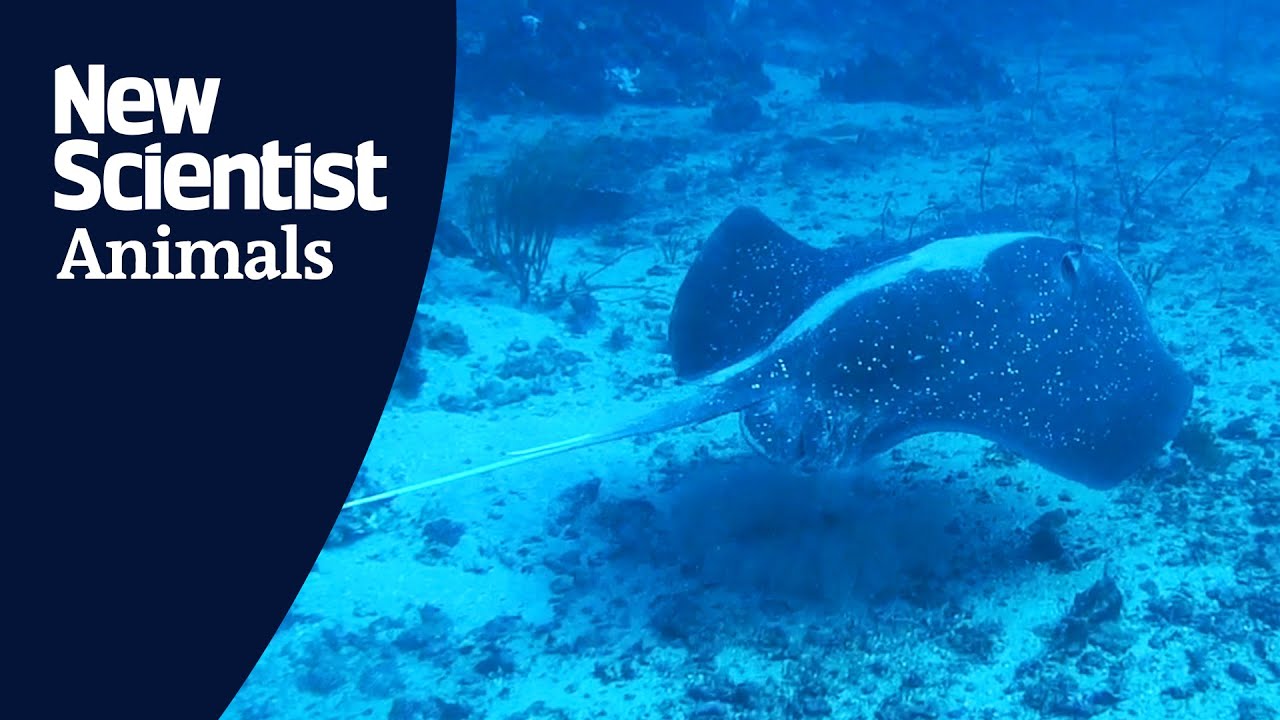 Stingrays recorded making sounds in the wild for the first time