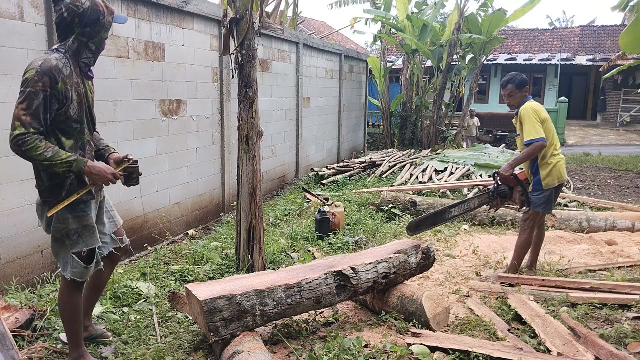 Grajih bedogol pohon kelapa 