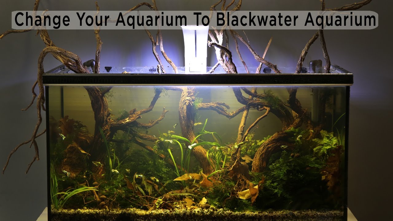 Change To Blackwater Aquarium - Biotope Aquascape