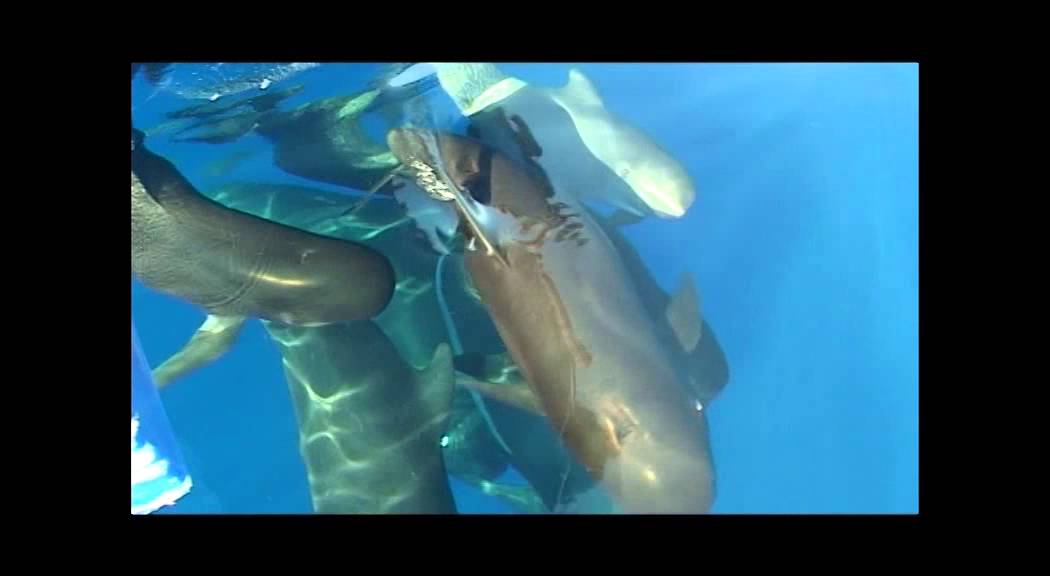 Whale whatching in Mar Ligure: avvistamento balene, delfini e non solo!