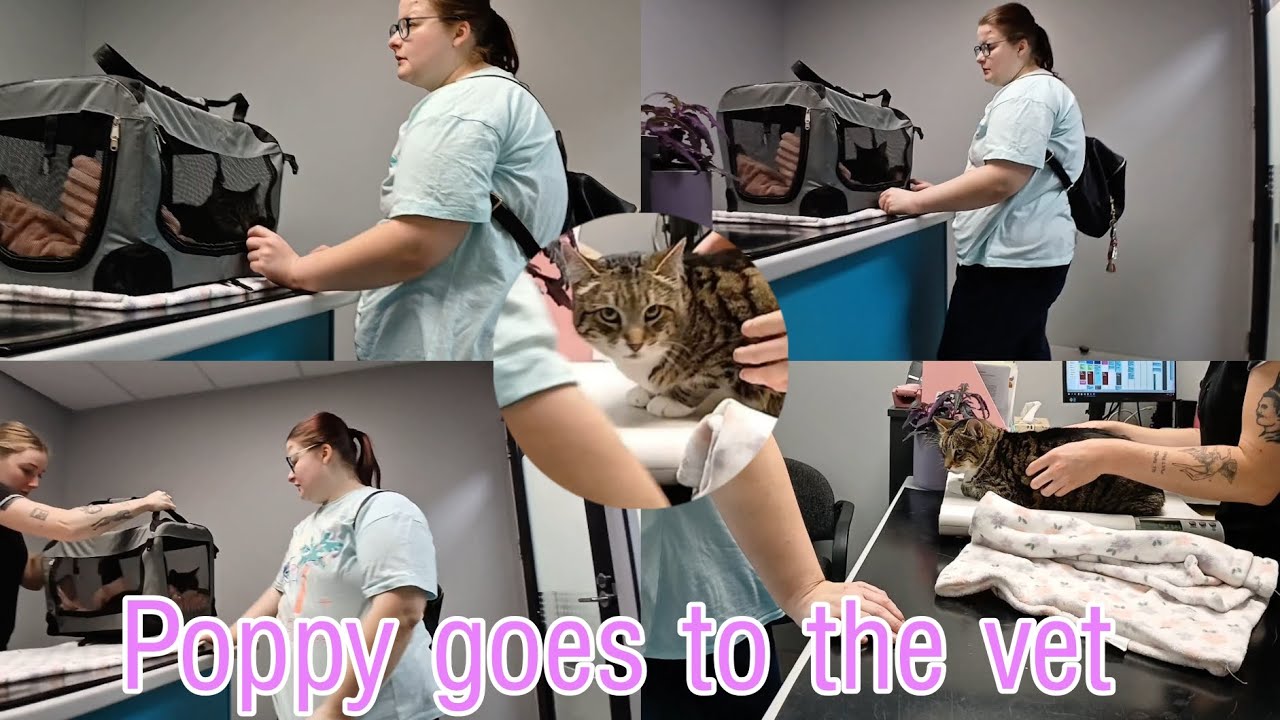 Poppy goes to the vet 