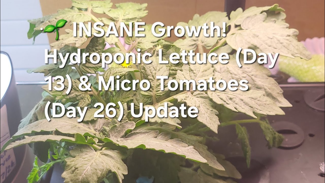 🌱 INSANE Growth! Hydroponic Lettuce (Day 13) & Micro Tomatoes (Day 3 to 26) Update @randyb4ut