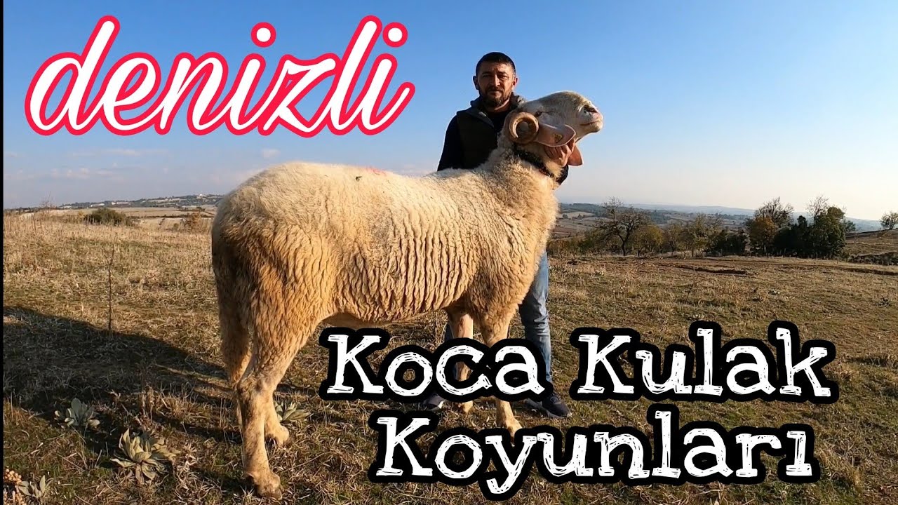 DENİZLİ KOCA KULAK KOYUNLARI