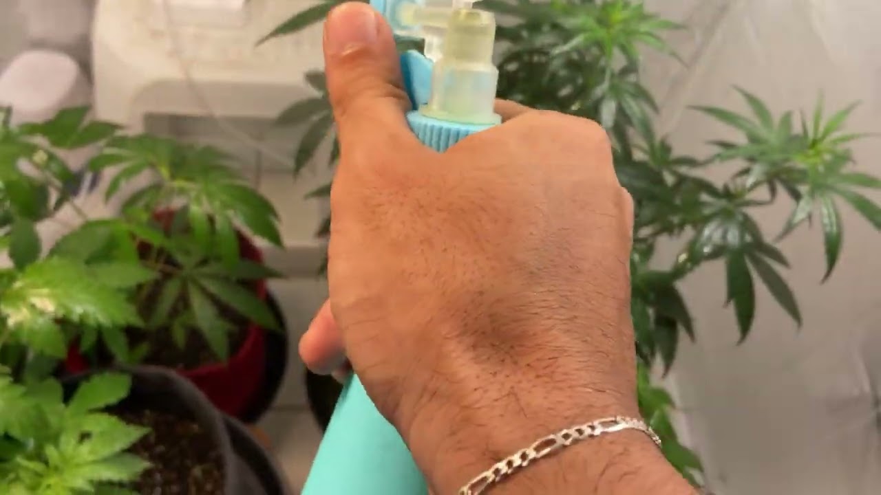 REGA FOLIAR EM PLANTA CANNABIS COMO FAZER DA FORMA CORRETA