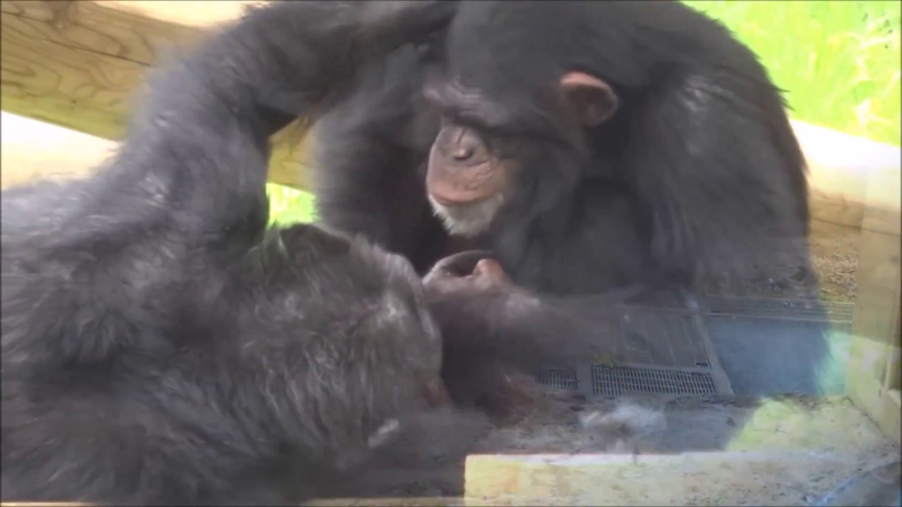 In Memory of Chimpanzee Sazae #2