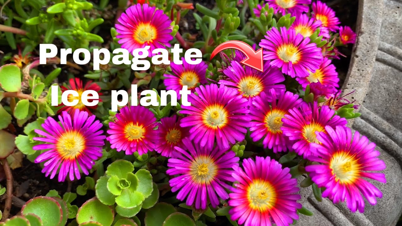 Легко размножающаяся ледяная трава (Delosperma)