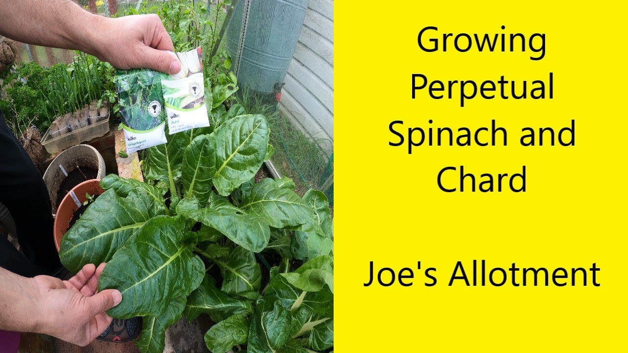 Growing Perpetual Spinach and Chard