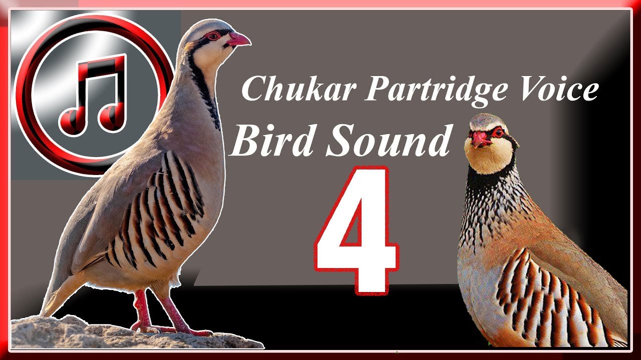 Chukar Partridge Voice , Part 4, Bird Sound Chakoor Sond