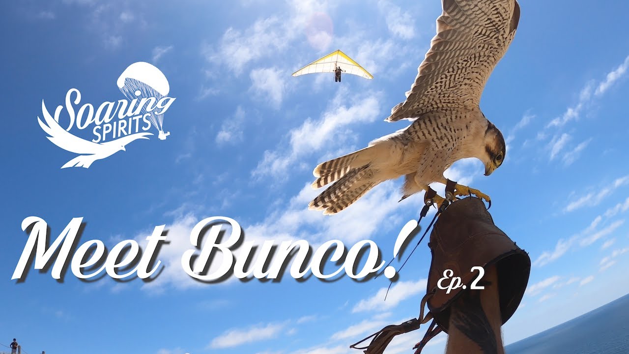Meet Bunco the Lanner Falcon! Master of the Skies!! Soaring Spirits Episode 2
