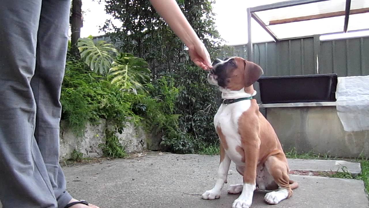 Booker Boxer pups 4th training session- 14weeks old