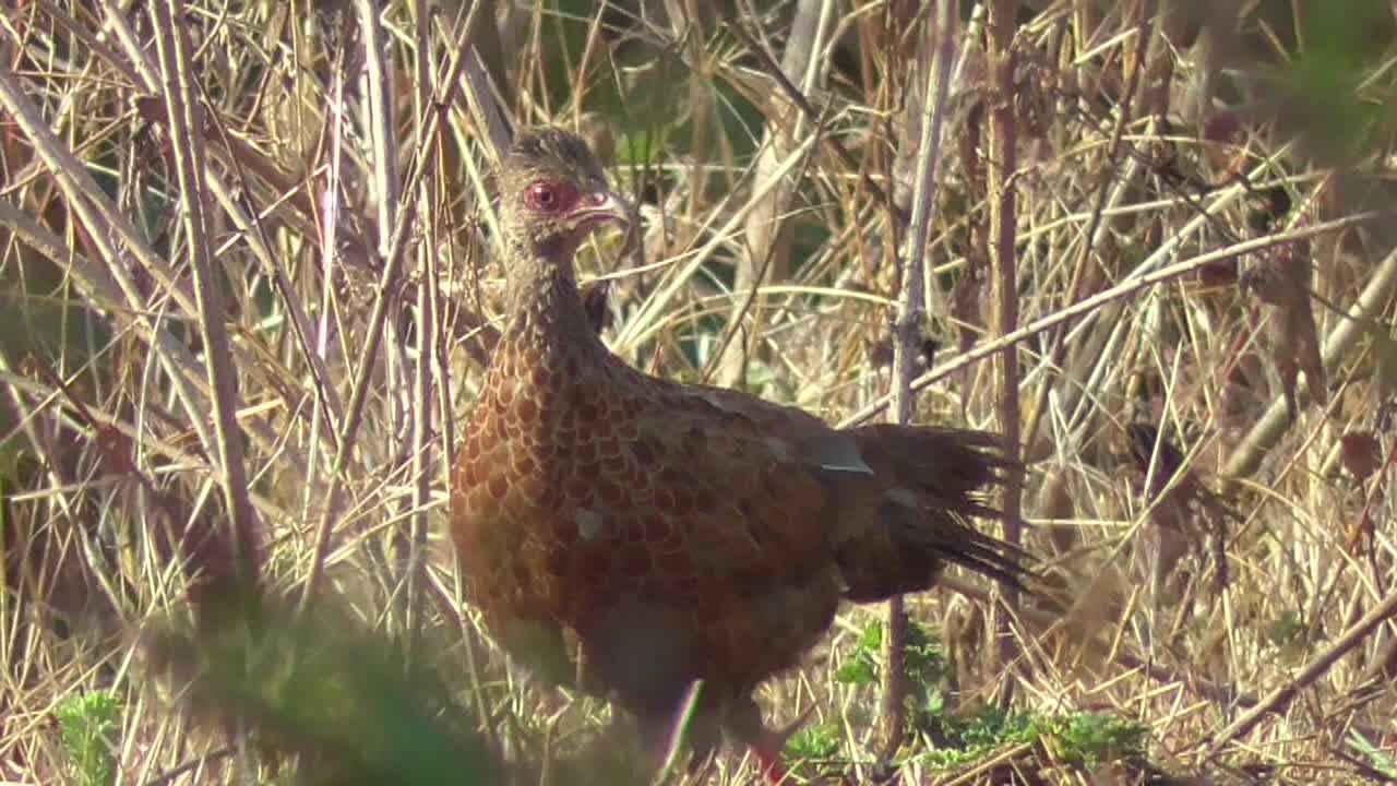 Red spurfowl foraging