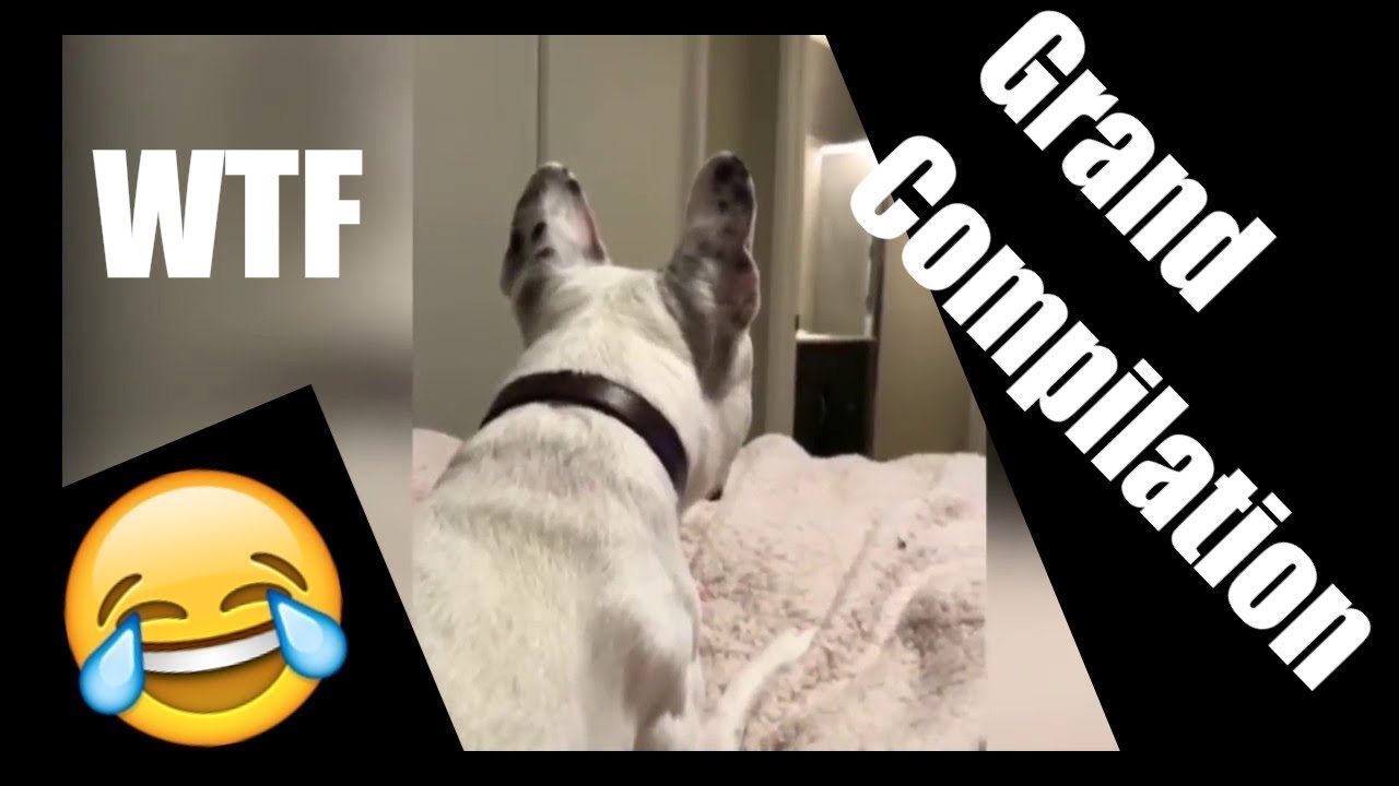 Dog Blanket Trick COMPILATION 😂😂 What the Fluff Challenge